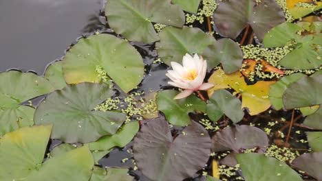 water lily in a pond