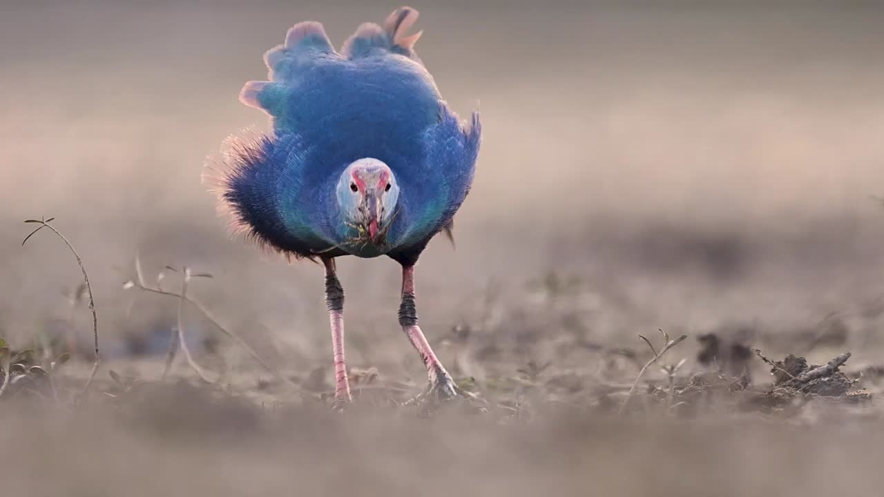 L'incontaminata e serena bellezza della zona umida è perfettamente illustrata in questa suggestiva documentazione del pasto finale di un pollo sultano prima del calar della notte.