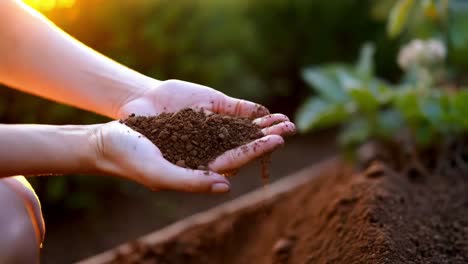 hands holding soil in a garden