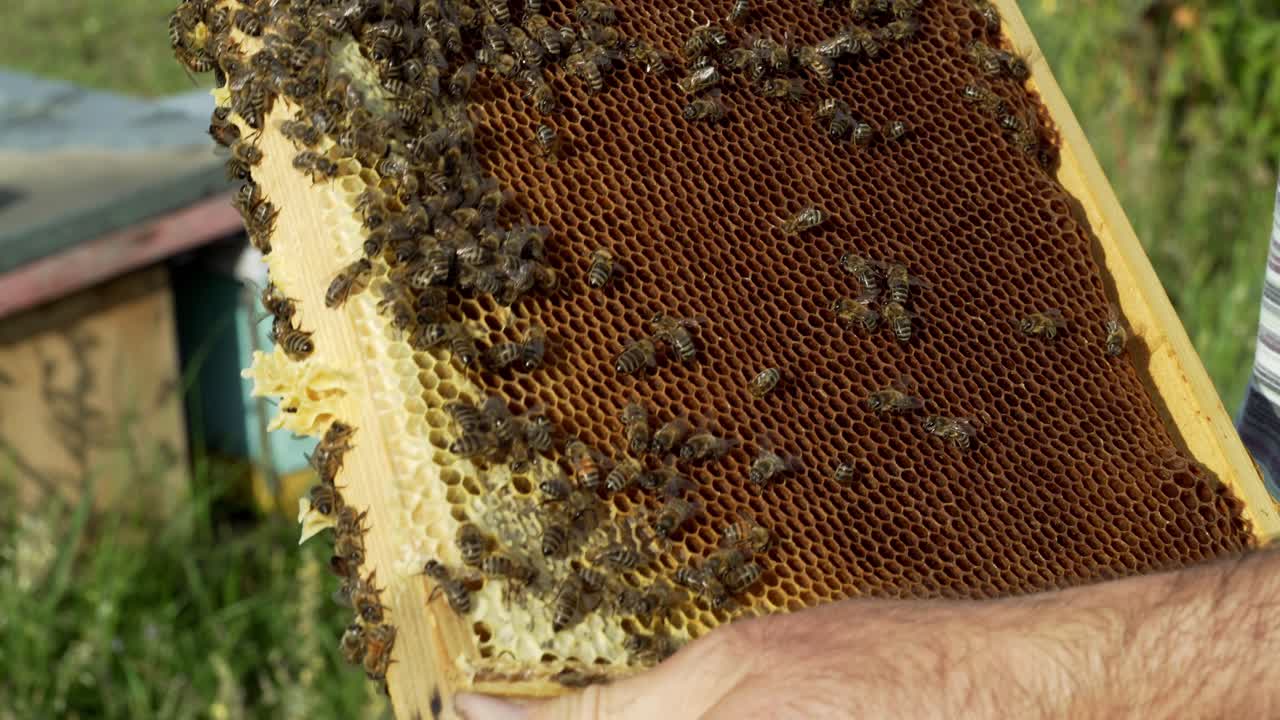 Ape operaia sul favo. Primo piano di api sul favo in apiario.