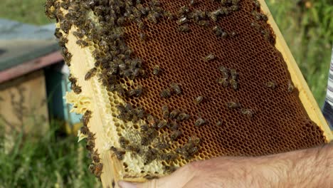 working bee on honeycomb. close up of bees on honeycomb in apiary