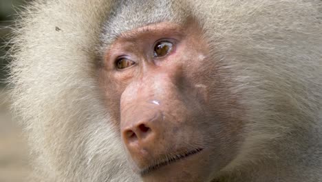 Epic-slow-motion-close-up-of-a-powerful-Hamadryas-Baboon-alpha-male-turning-its-head-making-eye-contact-with-the-camera-in-4k