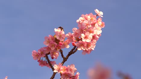 close up view of beautiful pink sakura cherry blossom with single sparrow bird