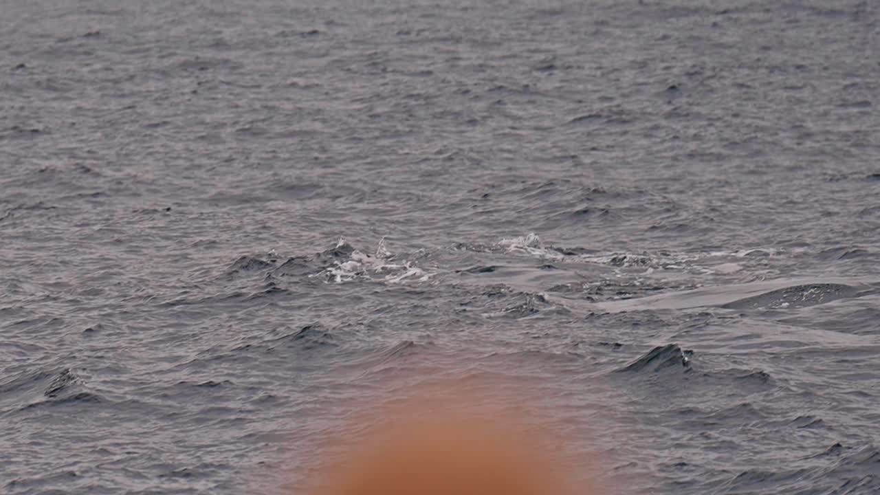 Whale diving into the ocean with its tail visible, showcasing the beauty of marine life