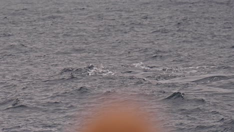 whale diving into the ocean with its tail visible, showcasing the beauty of marine life