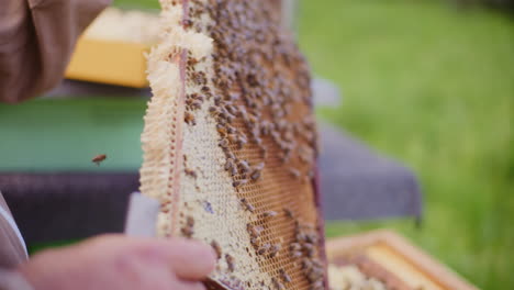 Der-Imker-Untersucht-Den-Honigrahmen-Und-Die-Bienen,-Um-Festzustellen,-Ob-Sie-Krankheiten-Haben