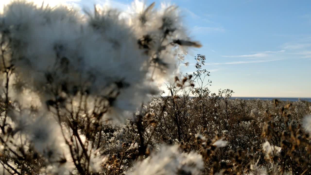 トリポリウム・パンノニカム、ワッデシア・オランダのユネスコ世界遺産のクローズアップのシーアスター種子