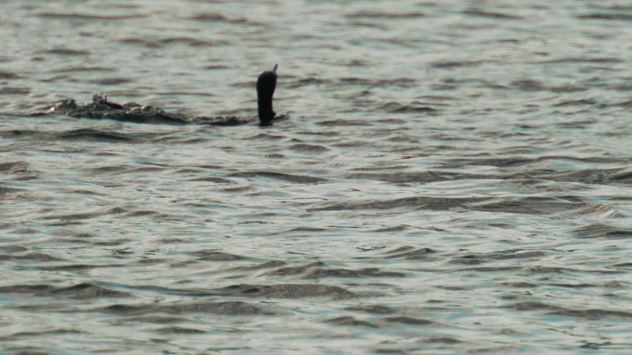 A cormorant swims among jumping fish, diving and resurfacing as it hunts