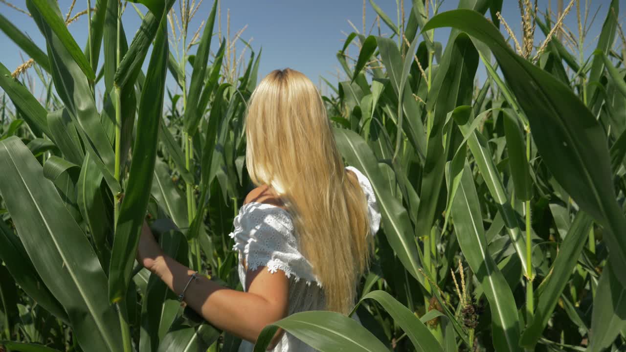 mujer bonita rubia con vestido blanco caminando en el campo de maíz, cámara lenta