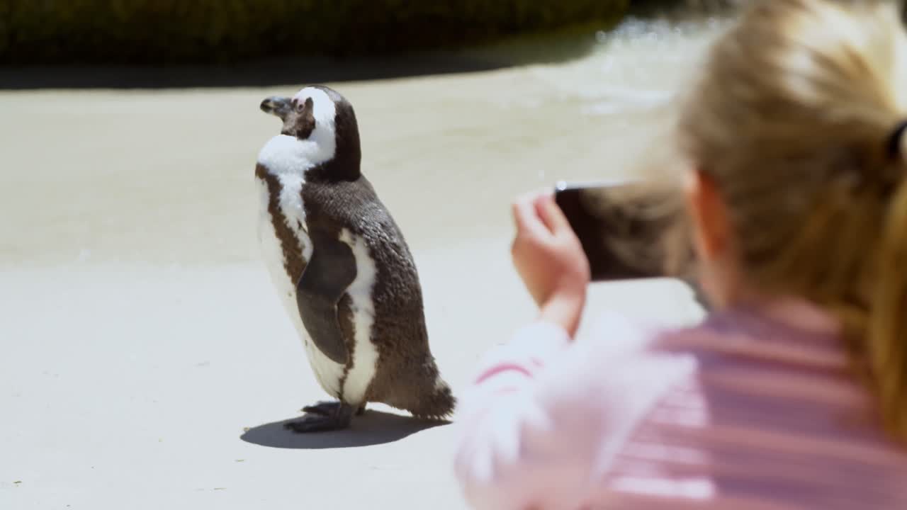 chica tomando una foto de un joven pájaro pingüino con un teléfono móvil 4k