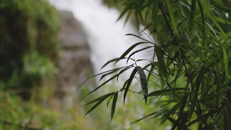 fresh green bamboo leaves with primera cascada de la planta in tanamá, arecibo, puerto rico