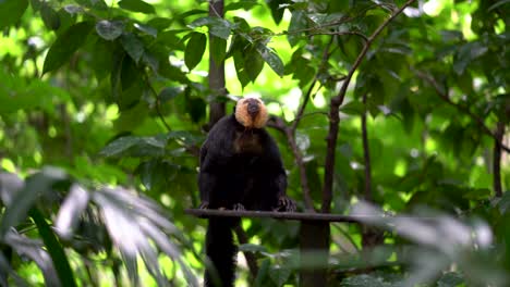 Saki-De-Cara-Blanca-En-Un-árbol,-Una-Especie-Del-Mono-Saki-Del-Nuevo-Mundo