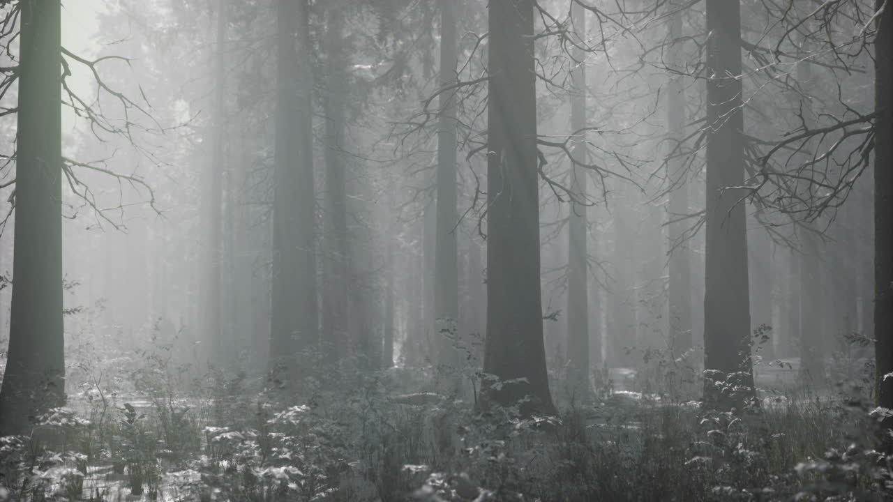 Misty winter forest with tall trees and soft snow coverage in quiet landscape