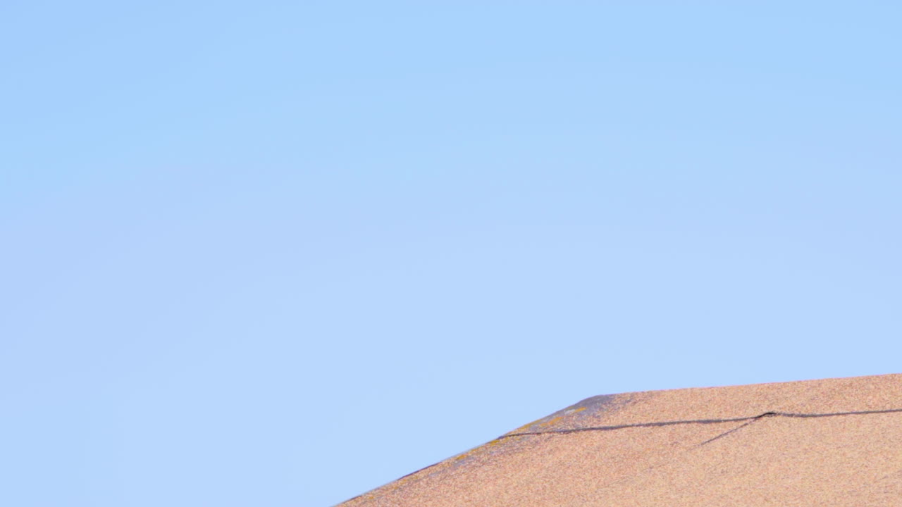 붉은 꼬리 호크는 지붕에 퍼치한 다음 화창한 날에 날아갑니다.