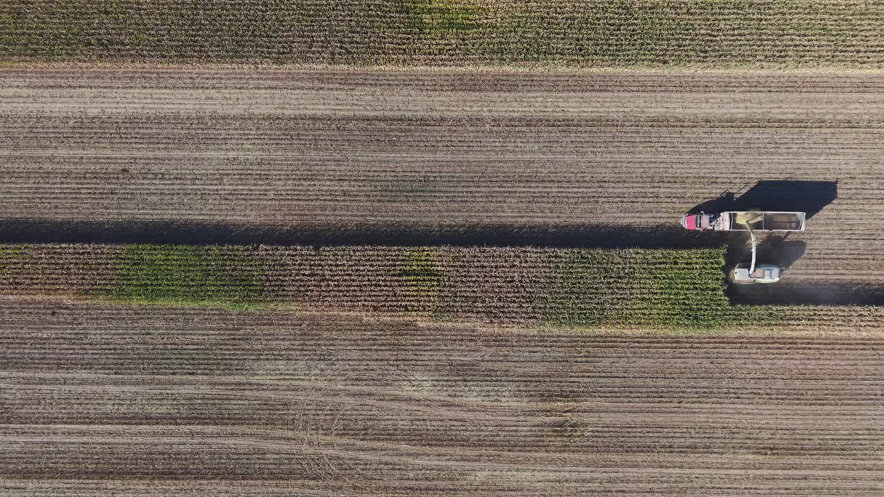 A combine in northeast Wisconsin chops corn for silage. Chopping corn silage is a process for creating high-quality feed for livestock, involving careful timing, moisture management, and equipment