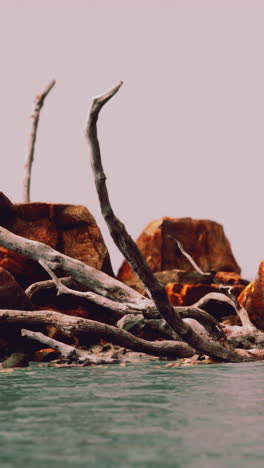 driftwood on a beach