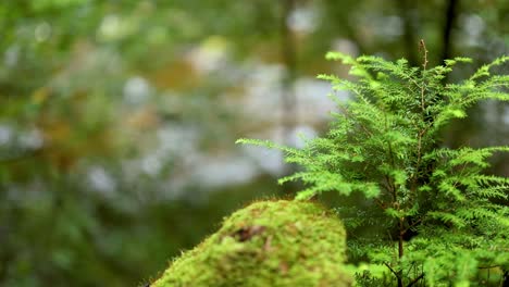 close-up of moss and fern in forest