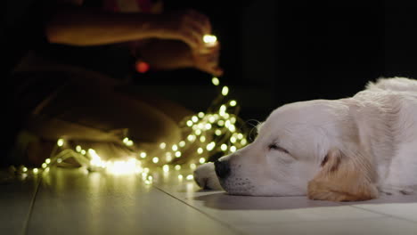 side view of a sleeping dog, in the background the owner is preparing garlands to decorate the house and the fireplace is burning. christmas and new year's eve