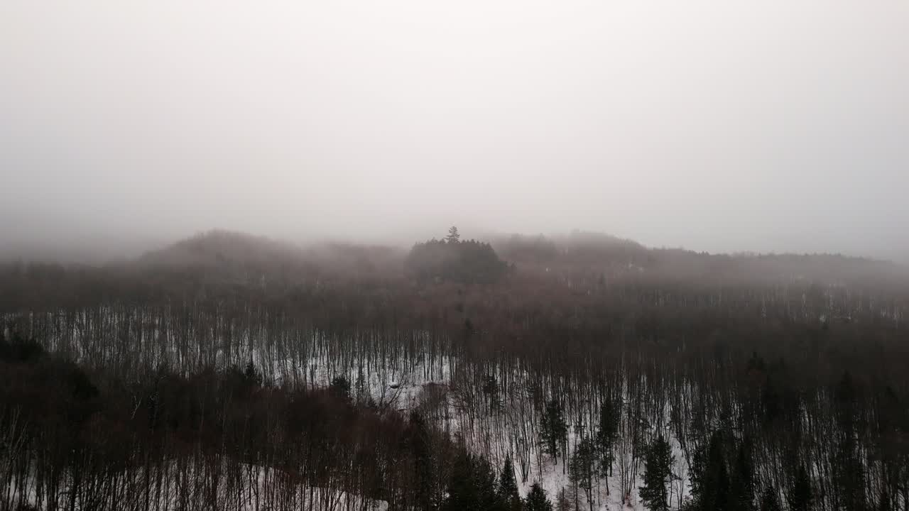 A serene winter forest covered in light snow, shrouded in a dense layer of fog, creating a mysterious and tranquil atmosphere.
