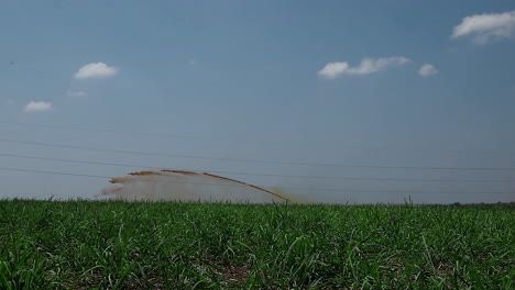 cane sugar plant using liquid fertilizer in sugar cane