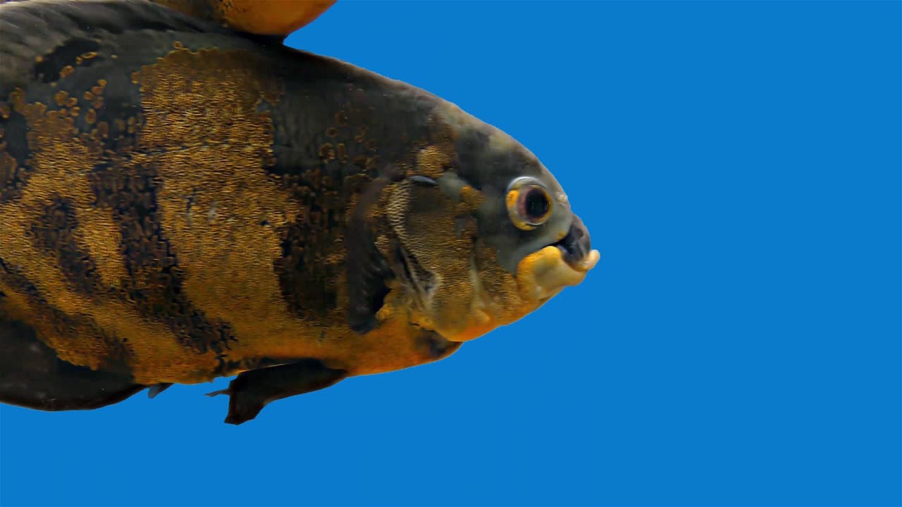 pez tropical del amazón - tigre oscar, fondo azul, pantalla azul