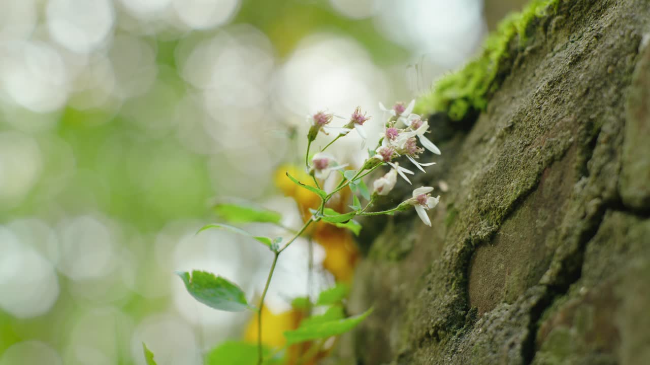 Discover the beauty of a flower nestled on a rock in this enchanting stock video