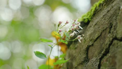descubra la belleza de una flor anidada en una roca en este encantador video de stock