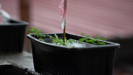 Fuertes-Lluvias-Y-Agua-Estancada-En-Macetas