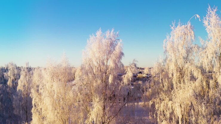 Hvid rimfrost dækker trægrene en solrig vintermorgen, luftoptagelse der stiger opad.