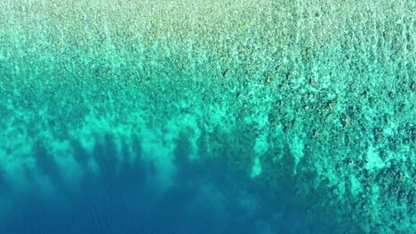 Aerial-birds-eye-view-of-marine-coral-reef-ecosystem,-crystal-clear-water-and-drop-off-into-deep-blue-ocean-on-Coral-Triangle-in-Timor-Leste,-Southeast-Asia