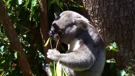 koala, phascolarctos cinereus spotted hanging on the tree, feasting on eucalyptus leaves under bright sunlight with eyes closed, an australian native animal species, close up shot