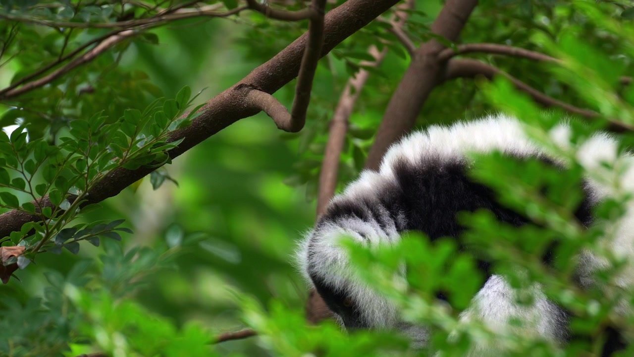 Um lêmure-vari (Varecia variegata) empoleirado na árvore sob o dossel, lambendo sua pelagem, em close-up.