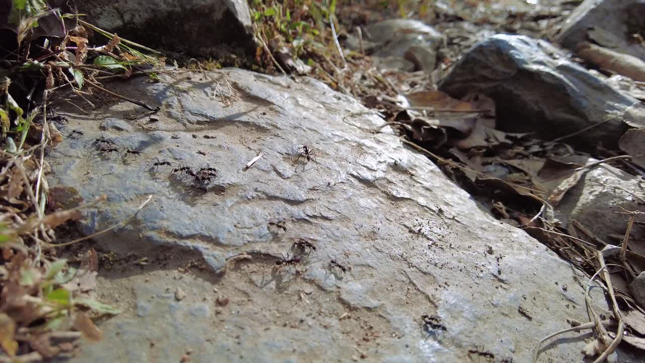 개미 들 이 항해 할 때 복잡 한 움직임 과 함께 한 줄 로  ⁇ 고 있는 근접적 인 모습