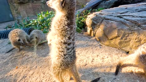 meerkat family at the zoo