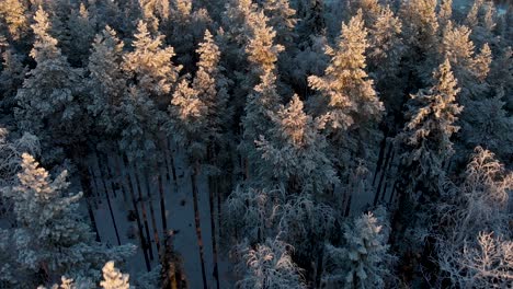 Luftaufnahme-Von-Schneebedeckten-Skandinavischen-Kiefern-Während-Des-Sonnenuntergangs