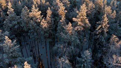 aerial view of snow-covered scandinavian pine trees during sunset