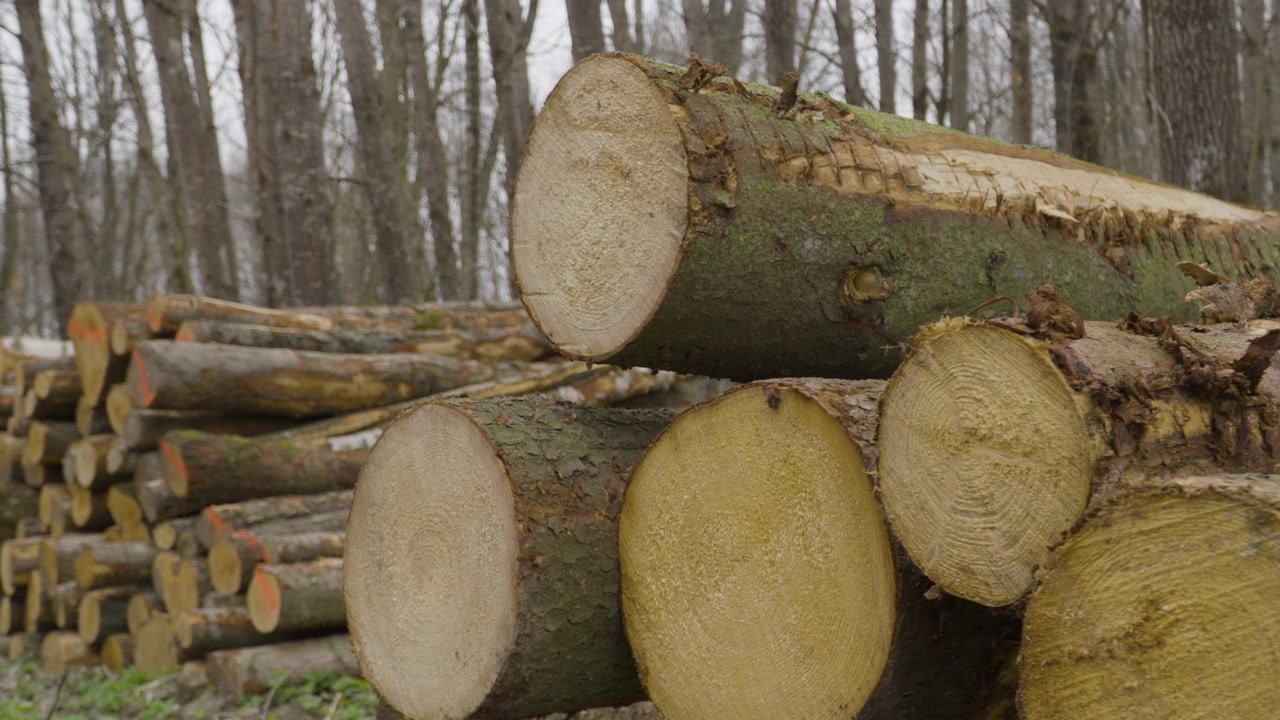 Close Up of Freshly Cut Trees In Huge Woodpile