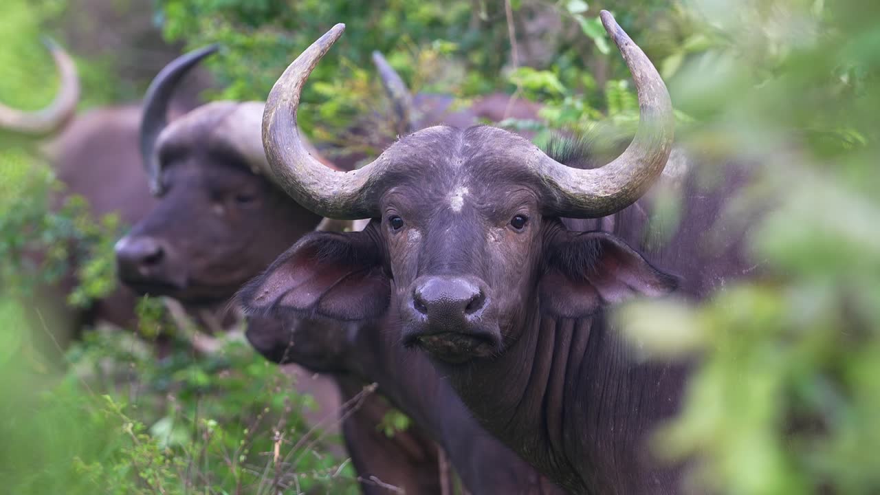 búfalo africano mirando fijamente y luego alejándose, de cerca, mirando hacia adelante