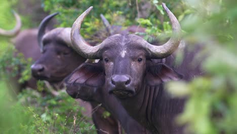 Búfalo-Africano-Mirando-Y-Luego-Alejándose,-De-Cerca,-De-Frente