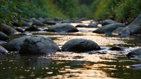 a gentle forest creek at sunset