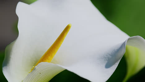 Nahaufnahme-Einer-Calla-Lilly-Blume,-Umgeben-Von-üppigem-Grünem-Laub