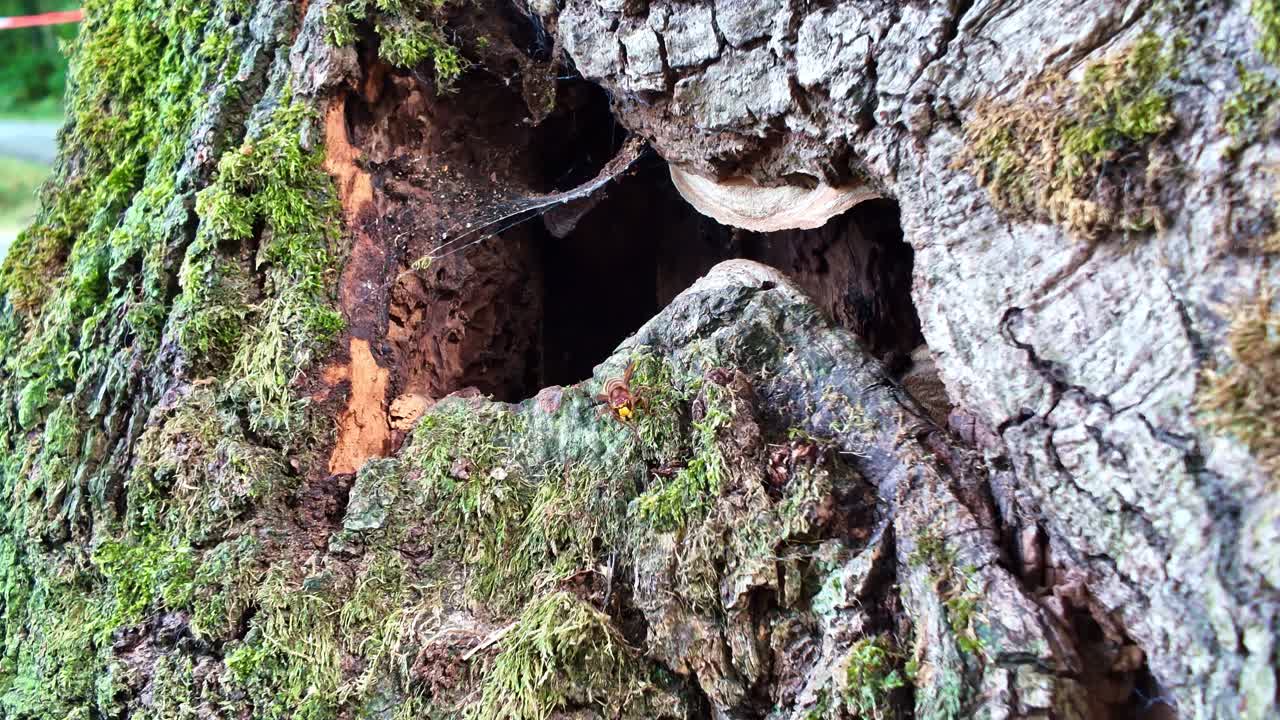 Close-up of hornet at tree hollow entrance, with moss, spiderweb and textured bark visible