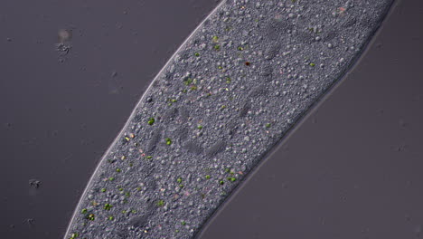 microscopic view of a single-celled organism