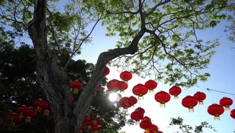 Linterna-Roja-En-El-árbol-Verde