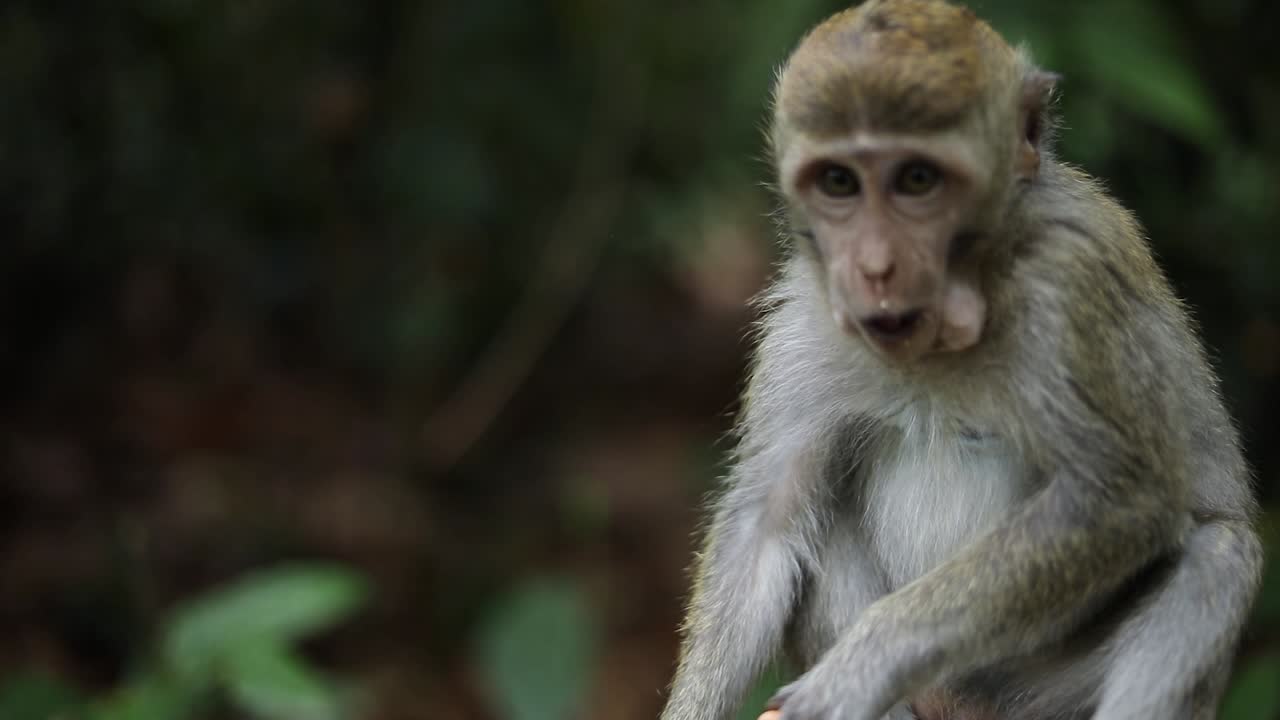 un mono balinés de cola larga en el bosque de monos sagrados en bali, indonesia comiendo algo de comida que le dio un turista