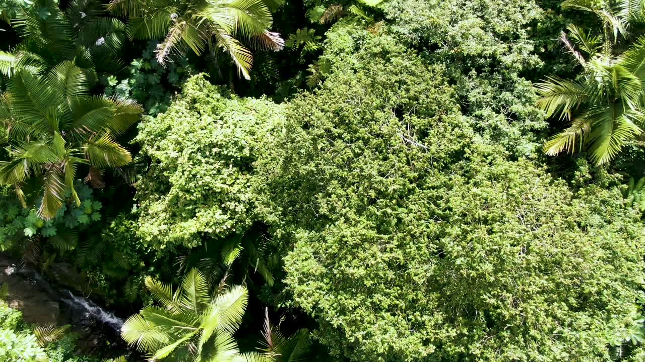 Tæt jungle på Puerto Rico, luftfoto fra drone
