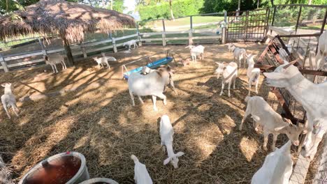 goats jumping and interacting in a farm enclosure.