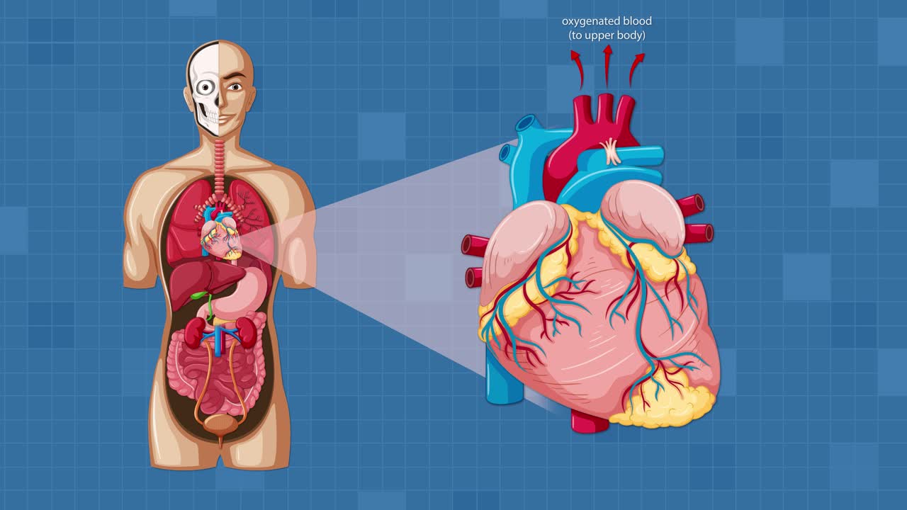 Detailed animation illustrates blood circulation through the human heart, highlighting anatomical structures, directional flow, and labeled vessels with smooth transitions and educational clarity