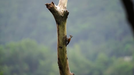 Una-Hembra-De-Ave-Flameback-Común-O-Ave-Dinopio-Javanense-Está-Revisando-Su-Nido-En-Un-Agujero-De-árbol-Seco