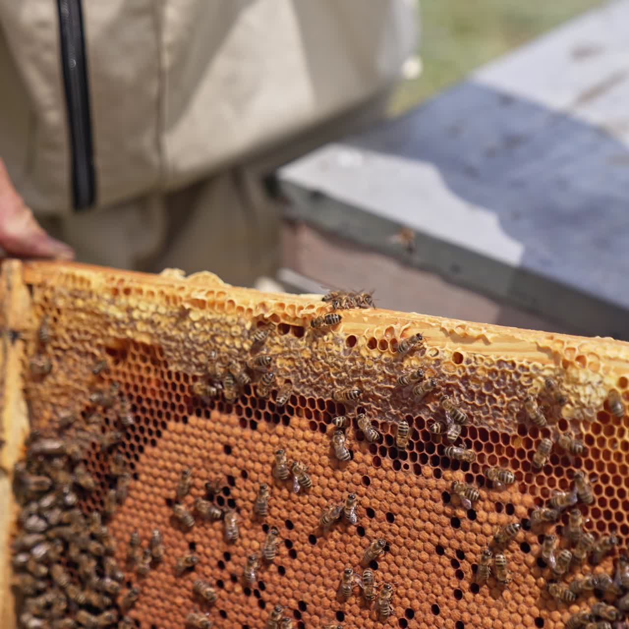 Honey frame in beekeeper's hands. Apiarist holding frame with bees working on it. Bee farmer examining bees. Close-up. Apiary concept